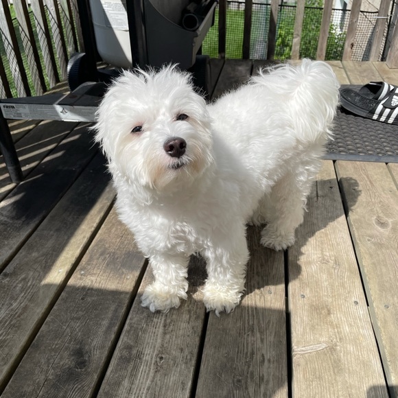 Meet your Posher, Reese - Picture 1 of 1